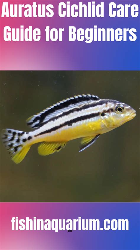 auratus|Auratus Cichlid Care & Tank Set up Guide .